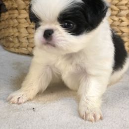 Boy 1 - Black and white male Japanese Chin puppy in Sandstone, Minnesota from Peaceful Garden Cavaliers