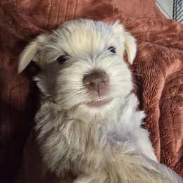 Yellow - Wheaten male Miniature Schnauzer puppy in Miami, Florida from Luxe's Pups