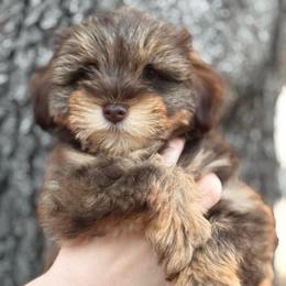 Coco - Liver female Miniature Schnauzer puppy in Pflugerville, Texas from K&K Precious Tx schnauzers