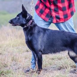 German Shepherds from Nach dem Sturm Kennels