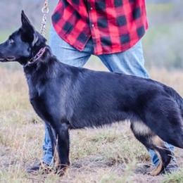German Shepherds from Nach dem Sturm Kennels
