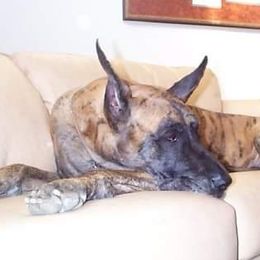 Tango - Great Dane