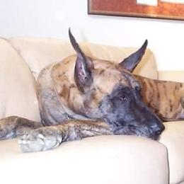 Tango - Great Dane