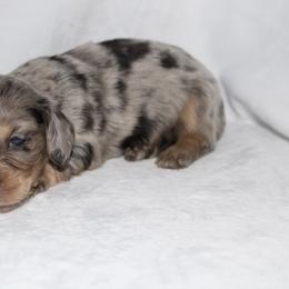 Salem - Dapple male Dachshund puppy in Powderly, Texas from Kuttin’ Up Mini Aussies