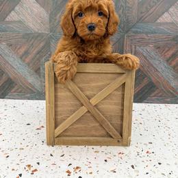 Hercules - Red male Cockapoo puppy in Beresford, South Dakota from DAKOTA DOOD RANCH