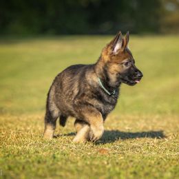 German Shepherd Puppies from Sommerfeld German Shepherds