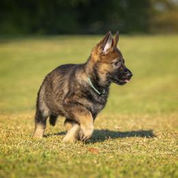 German Shepherd Puppies from Sommerfeld German Shepherds