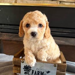 Kizzy - Red female Cockapoo puppy in Connersville, Indiana from MoonShine Babies