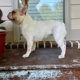 Cupcake - French Bulldog