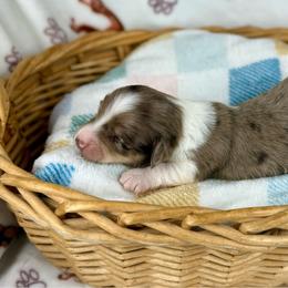 Boba - Dapple male Dachshund puppy in Three Rivers, Michigan from Michiana Dachshunds
