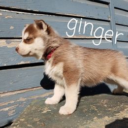 Siberian Husky Puppies from Little Handsome Siberians