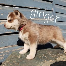 Siberian Husky Puppies from Little Handsome Siberians