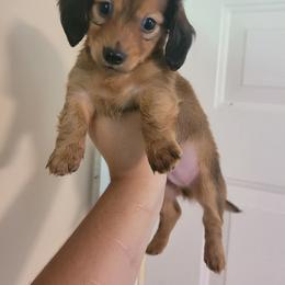 Companion Cross and Dachshund Puppies from Sweet Honey Bunn Hounds