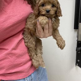 Cavalier King Charles Spaniel and Cavapoo Puppies from Larisa's Cavaliers