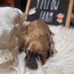 One - Red male Dachshund puppy in Gordon, Georgia from Long Dogs Yellow Farm