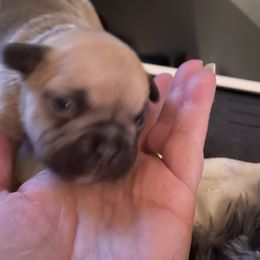 French Bulldog Puppies from Lucinda Jenkins