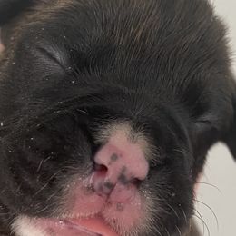 Boy 2 - Boxer puppy in Dickson, Tennessee from Braun's Boxers