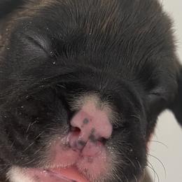 Boy 2 - Boxer puppy in Dickson, Tennessee from Braun's Boxers