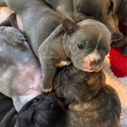 Red collar - Blue male French Bulldog puppy in Livingston, Texas from Drake Home Frenchies