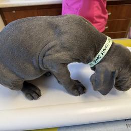 Cane Corso Puppies from A&B kennel