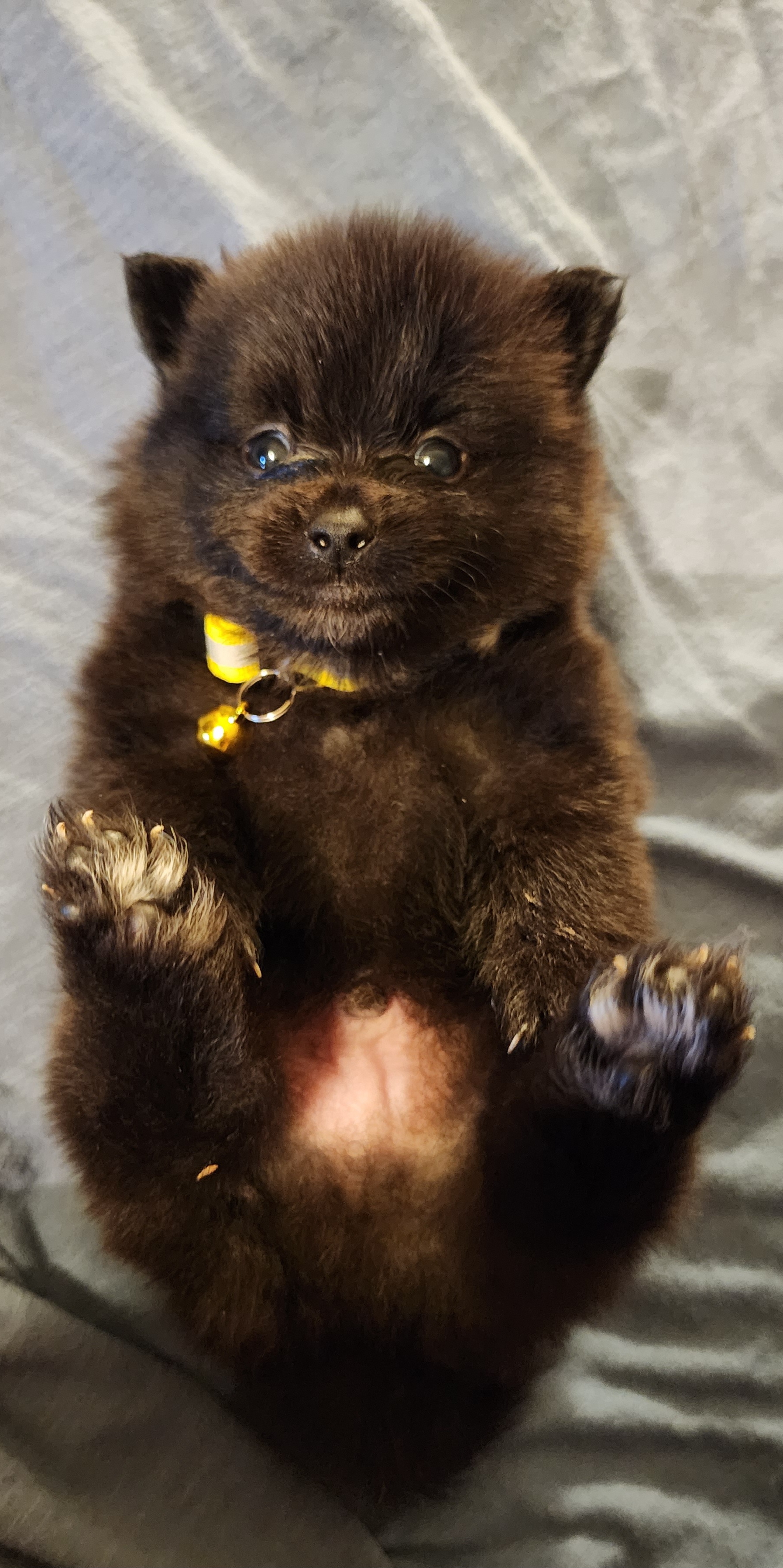 Pomeranian Puppies from Ramos' Pommies