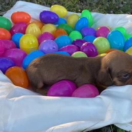 Buttercup - Chocolate female Dachshund puppy in Oklahoma from Rockin’ S Kennel