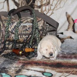 Labrador Retriever Puppies from Copper Creek Outfitters and Kennel