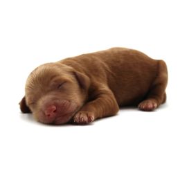 Eiffel - Red female Australian Cobberdog puppy in Bellingham, Minnesota from Whispering Prairie Australian Cobberdog