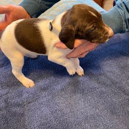 German Shorthaired Pointer Puppies from Albemarle German Shorthaired Pointers