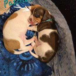 Patches - Piebald male Dachshund puppy in New Caney, Texas from BouncinMiniWeenies