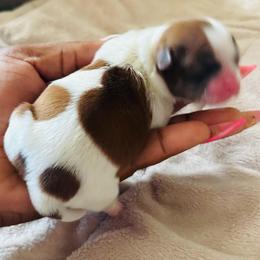 Jasmine - Sable and white female Shih Tzu puppy in Detroit, Michigan from Friends4everkennel LLC