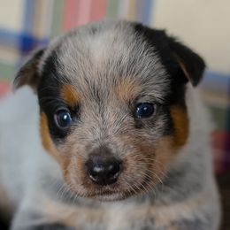 Whistle - Blue speckled male Australian Cattle Dog puppy in Gatlinburg, Tennessee from Greenbrier