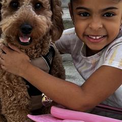 Goldendoodles from Pawfect Doodles Miami