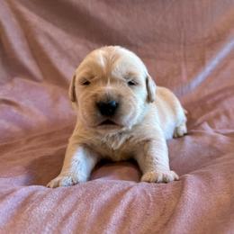 Everest - Light golden female Golden Retriever puppy in Oregon from Bliss Retrievers