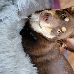 Hazel - Lapponian Herder