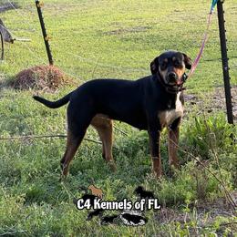 Cricket - Black female Catahoula Leopard Dog puppy in Crestview, Florida from C4 Kennels of FL & AL