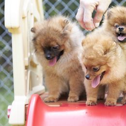 Pomeranian Puppies from Abbapoola Poms