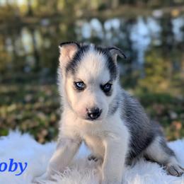 Toby - Gray and white male Siberian Husky puppy in Hebron, Kentucky from Glacier Run Huskies