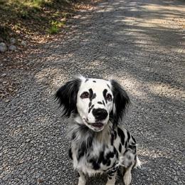 Edee - Dalmatian