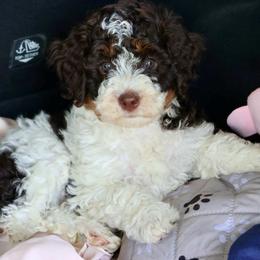 Haven - Brown and white male Bernedoodle puppy in Muskogee, Oklahoma from Lawler’s Legacy Litters