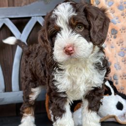 Cosmic Brownie - Tri-color male Bernedoodle puppy in Florence, South Carolina from Candy Doodles