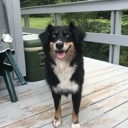 Twilight  - Australian Shepherd