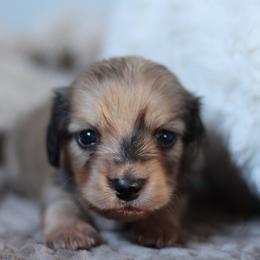 Moose AKC 4500.00 - Dapple male Dachshund puppy in Krum, Texas from Tired Chef Dachshunds