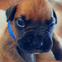 Dk blue - Fawn male Boxer puppy in Franklin, Georgia from Lakeside Kennels of Franklin