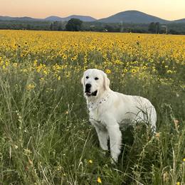 Golden Retrievers from Red Sky Ranch