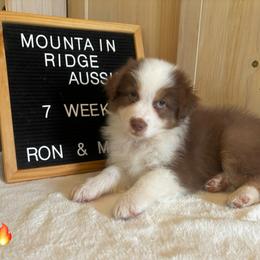 Blaze - Red tri-color male Australian Shepherd puppy in Murrayville, Georgia from Mountain Ridge Aussies
