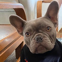 French Bulldogs from Hill Country French Bulldog