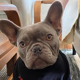 French Bulldogs from Hill Country French Bulldog