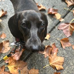 Dachshund Puppies from Army of Dachshunds