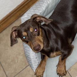 Ween - Dachshund